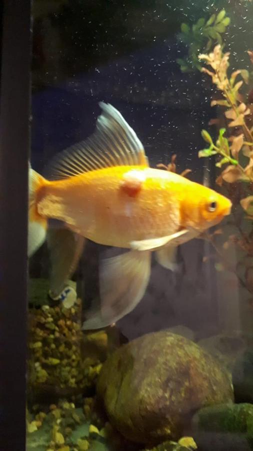 Aquarium Daire Tiflis Dış mekan fotoğraf
